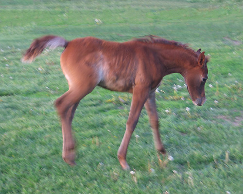 Amal Al Badia ( Al Adeed Al Shaqab x SA Alaa Sashay )