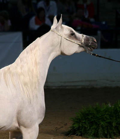 SA Alaa Sashay ( Ali Zaar x Ramses Effendi )