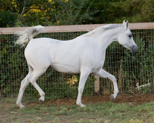 Safina Al Badia ( Al Adeed Al Shaqab x Ramses Effendi )