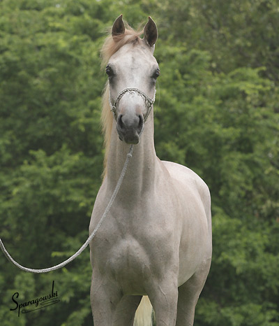 Namir Al Nazarra ( Ansata Sinan x BSA Nazarra )