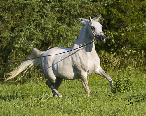 Amal Al Badia ( Al Adeed Al Shaqab x SA Alaa Sashay )