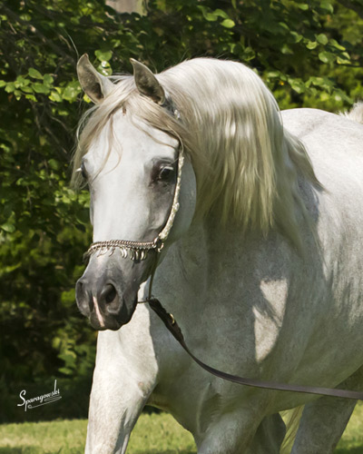 Amal Al Badia ( Al Adeed Al Shaqab x SA Alaa Sashay )