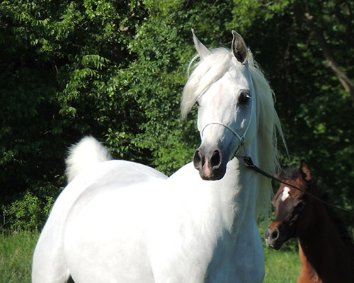 Amal Al Badia ( Al Adeed Al Shaqab x SA Alaa Sashay )