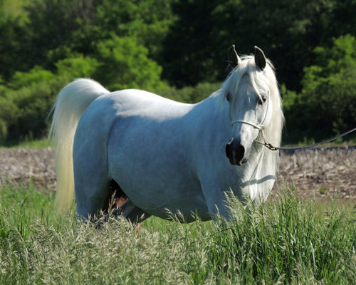 Amal Al Badia ( Al Adeed Al Shaqab x SA Alaa Sashay )