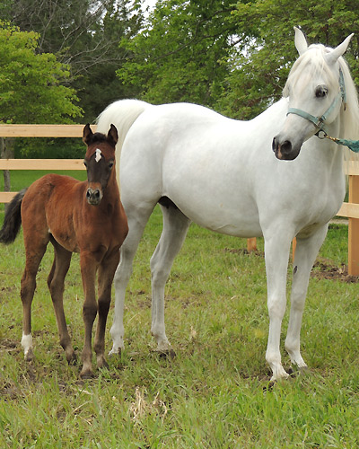 Amal Al Badia ( Al Adeed Al Shaqab x SA Alaa Sashay )