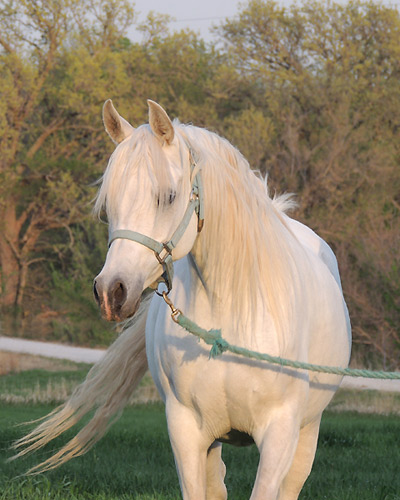 Amal Al Badia ( Al Adeed Al Shaqab x SA Alaa Sashay )