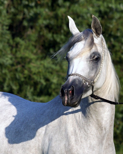 Amal Al Badia ( Al Adeed Al Shaqab x SA Alaa Sashay )