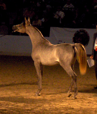 Amal Al Badia ( Al Adeed Al Shaqab x SA Alaa Sashay )