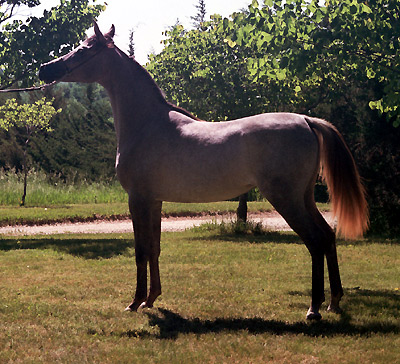 Amal Al Badia ( Al Adeed Al Shaqab x SA Alaa Sashay )