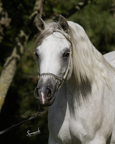 Amal Al Badia ( Al Adeed Al Shaqab x SA Alaa Sashay )