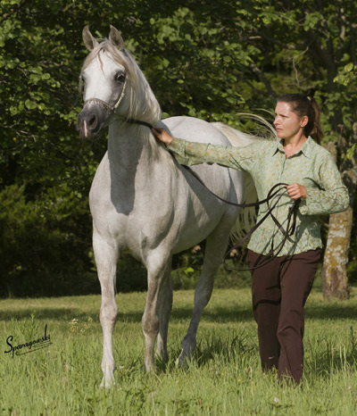 Amal Al Badia ( Al Adeed Al Shaqab x SA Alaa Sashay )