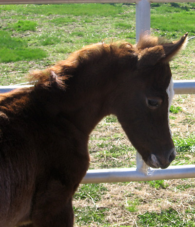 Amal Al Badia ( Al Adeed Al Shaqab x SA Alaa Sashay )