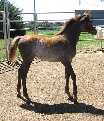 Amal Al Badia ( Al Adeed Al Shaqab x SA Alaa Sashay )