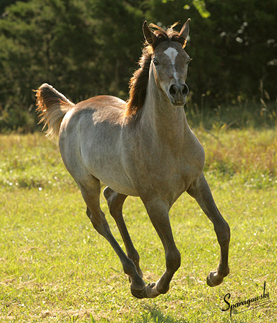 Amal Al Badia ( Al Adeed Al Shaqab x SA Alaa Sashay )