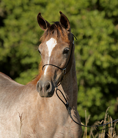 Amal Al Badia ( Al Adeed Al Shaqab x SA Alaa Sashay )