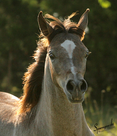 Amal Al Badia ( Al Adeed Al Shaqab x SA Alaa Sashay )