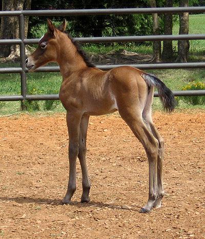 Safina Al Badia ( Al Adeed Al Shaqab x Ramses Effendi )