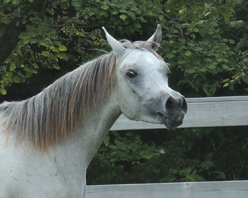 Faras Al Badia ( Ansata Sheikh Halim x Safina Al Badia )