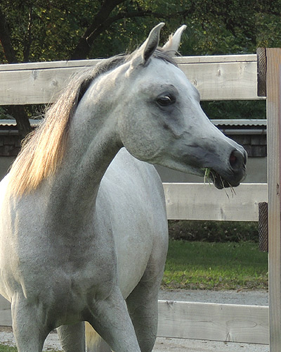 Faras Al Badia ( Ansata Sheikh Halim x Safina Al Badia )