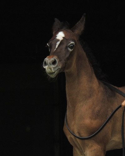 Faras Al Badia ( Ansata Sheikh Halim x Safina Al Badia )