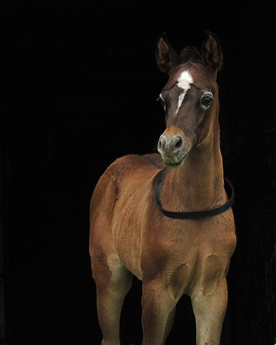 Faras Al Badia ( Ansata Sheikh Halim x Safina Al Badia 