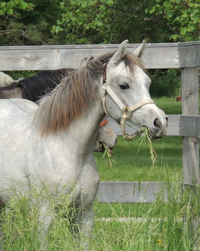 Faras Al Badia ( Ansata Sheikh Halim x Safina Al Badia )