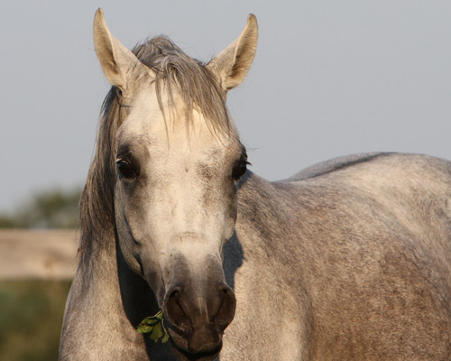 Faras Al Badia ( Ansata Sheikh Halim x Safina Al Badia )