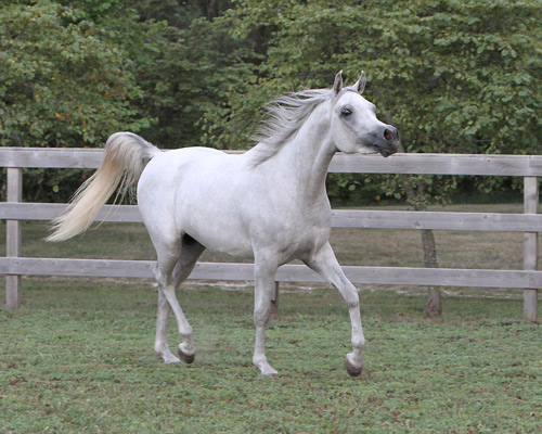 Faras Al Badia ( Ansata Sheikh Halim x Safina Al Badia )