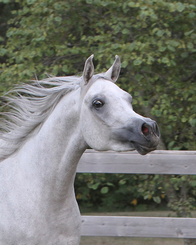 Faras Al Badia ( Ansata Sheikh Halim x Safina Al Badia )