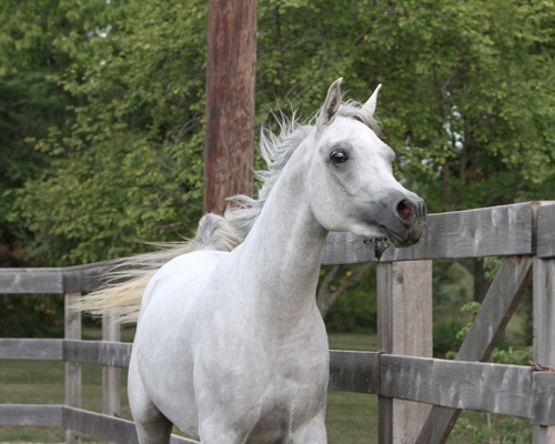 Faras Al Badia ( Ansata Sheikh Halim x Safina Al Badia )