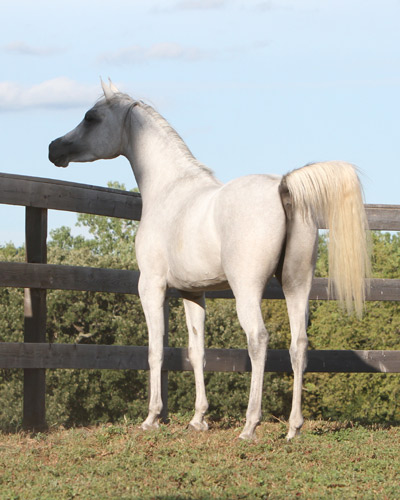 Faras Al Badia ( Ansata Sheikh Halim x Safina Al Badia )