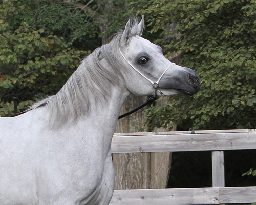 Faras Al Badia ( Ansata Sheikh Halim x Safina Al Badia )