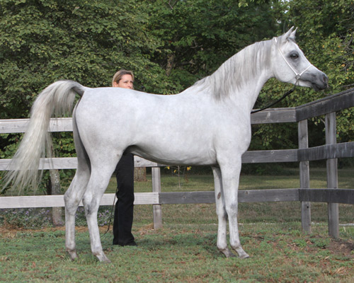 Faras Al Badia ( Ansata Sheikh Halim x Safina Al Badia )