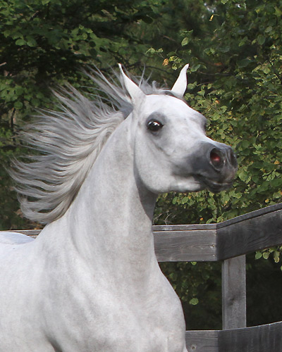 Faras Al Badia ( Ansata Sheikh Halim x Safina Al Badia )