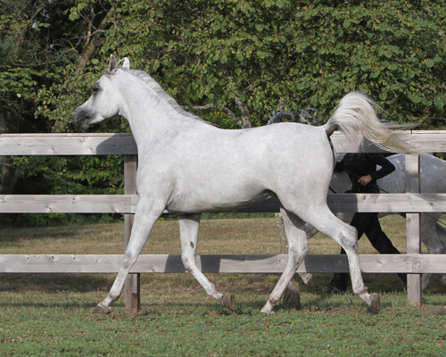 Faras Al Badia ( Ansata Sheikh Halim x Safina Al Badia )