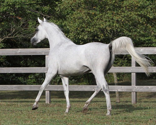 Faras Al Badia ( Ansata Sheikh Halim x Safina Al Badia )