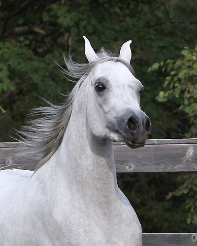 Faras Al Badia ( Ansata Sheikh Halim x Safina Al Badia )