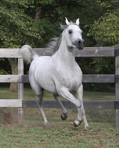 Faras Al Badia ( Ansata Sheikh Halim x Safina Al Badia )