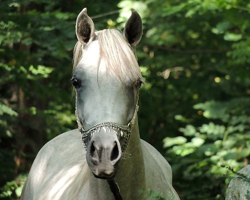 Hala Al Badia ( Kamal Ibn Adeed x Hanaa Al Badia )