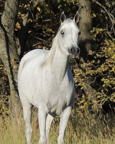 Hala Al Badia ( Kamal Ibn Adeed x Hanaa Al Badia )