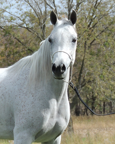 Hala Al Badia ( Kamal Ibn Adeed x Hanaa Al Badia )