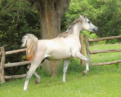 Hala Al Badia ( Kamal Ibn Adeed x Hanaa Al Badia )