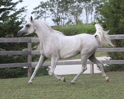 Hala Al Badia ( Kamal Ibn Adeed x Hanaa Al Badia )