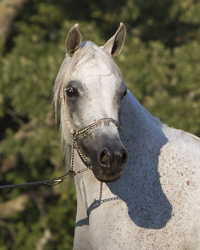 Hala Al Badia ( Kamal Ibn Adeed x Hanaa Al Badia )