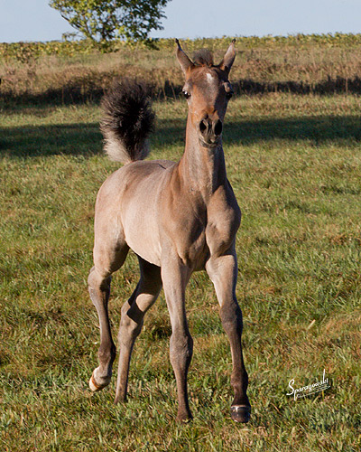 Hala Al Badia ( Kamal Ibn Adeed x Hanaa Al Badia )