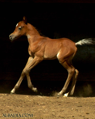 Hala Al Badia ( Kamal Ibn Adeed x Hanaa Al Badia )