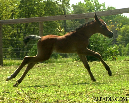 Hala Al Badia ( Kamal Ibn Adeed x Hanaa Al Badia )