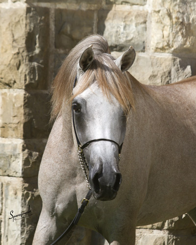 Namir Al Nazarra ( Ansata Sinan x BSA Nazarra )