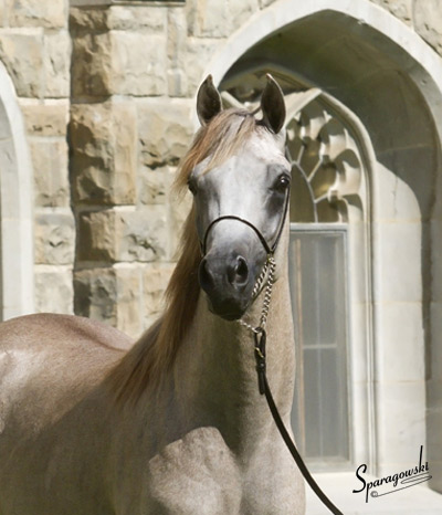 Namir Al Nazarra ( Ansata Sinan x BSA Nazarra )