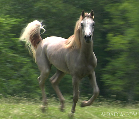 Namir Al Nazarra ( Ansata Sinan x BSA Nazarra )